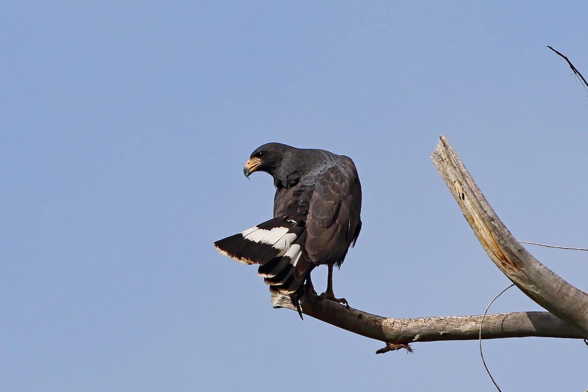 Common Black Hawk - ML620626097