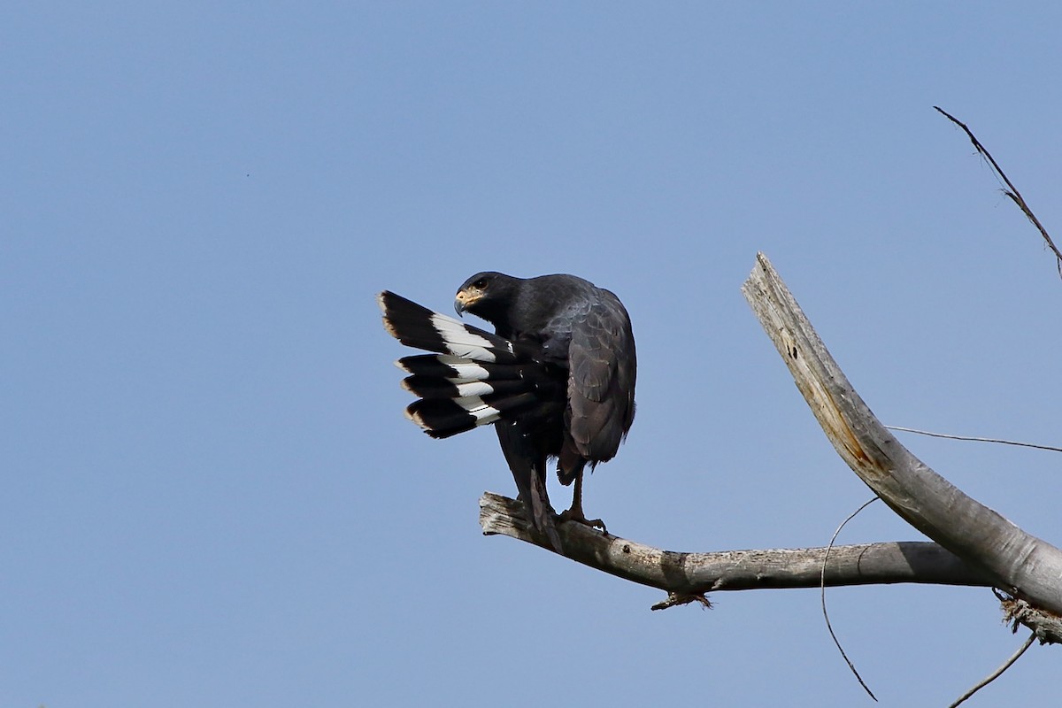 Common Black Hawk - William Supulski