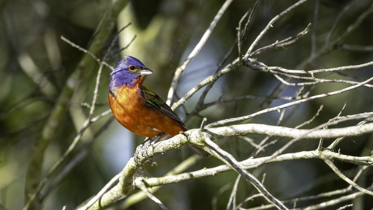 Painted Bunting - ML620626100
