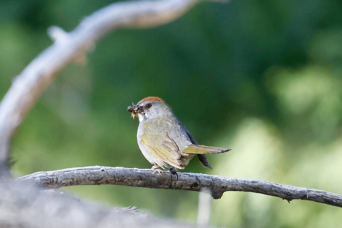 Green-tailed Towhee - Bill Frey