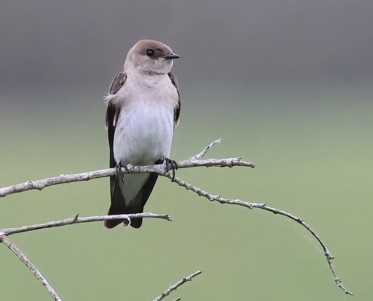 Northern Rough-winged Swallow - ML620626102