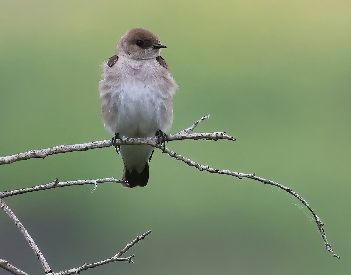 Northern Rough-winged Swallow - ML620626103