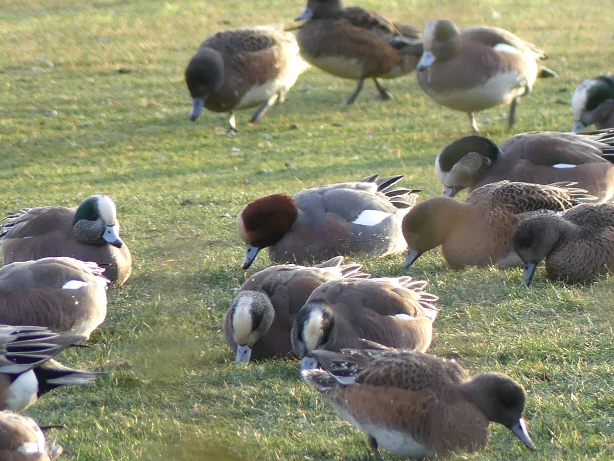 Eurasian Wigeon - ML620626104