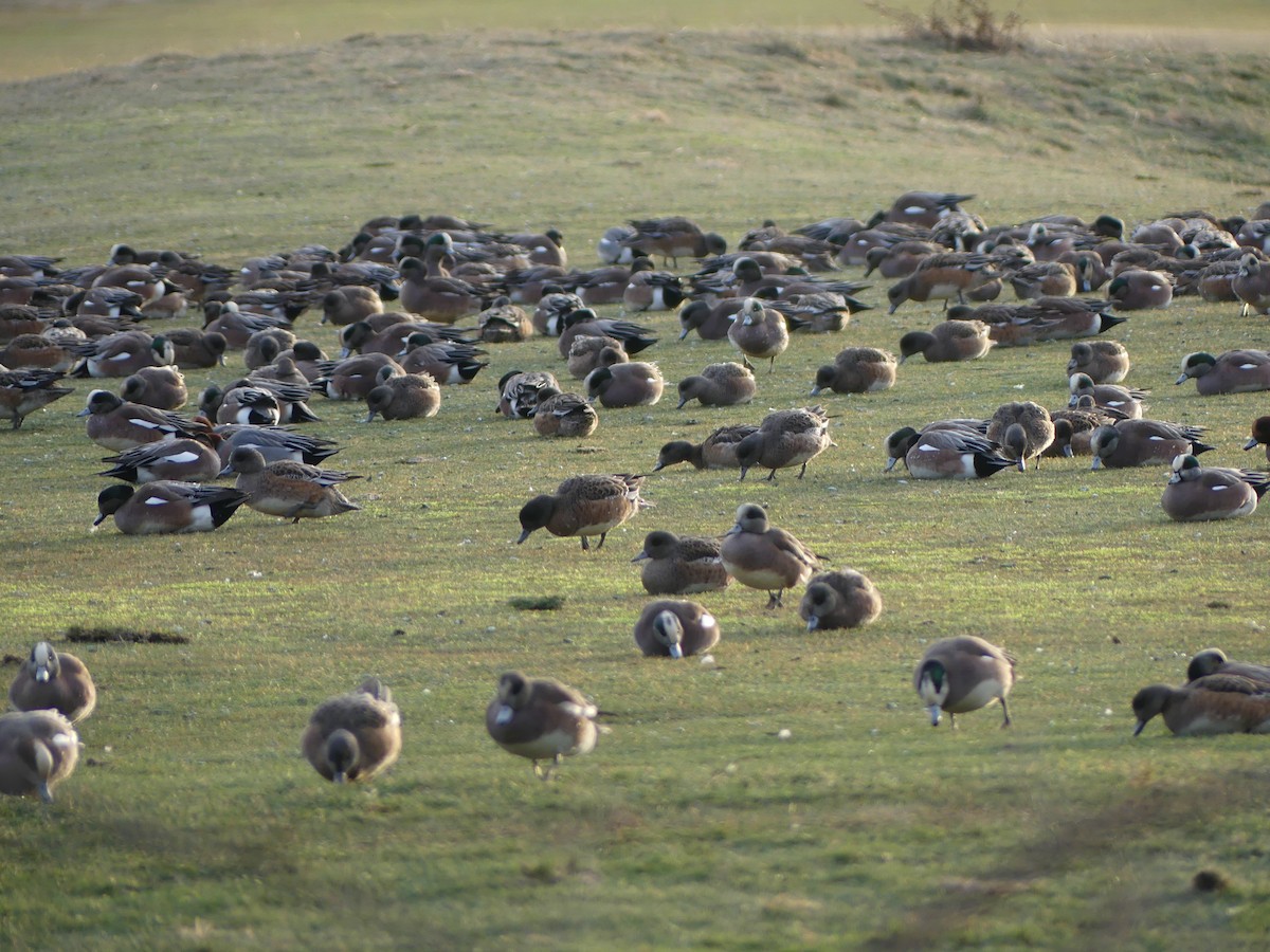 American Wigeon - ML620626105