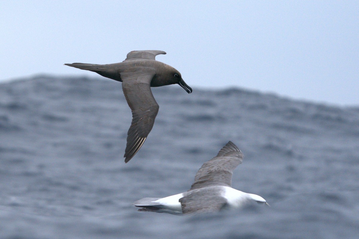 Sooty Albatross - ML620626110