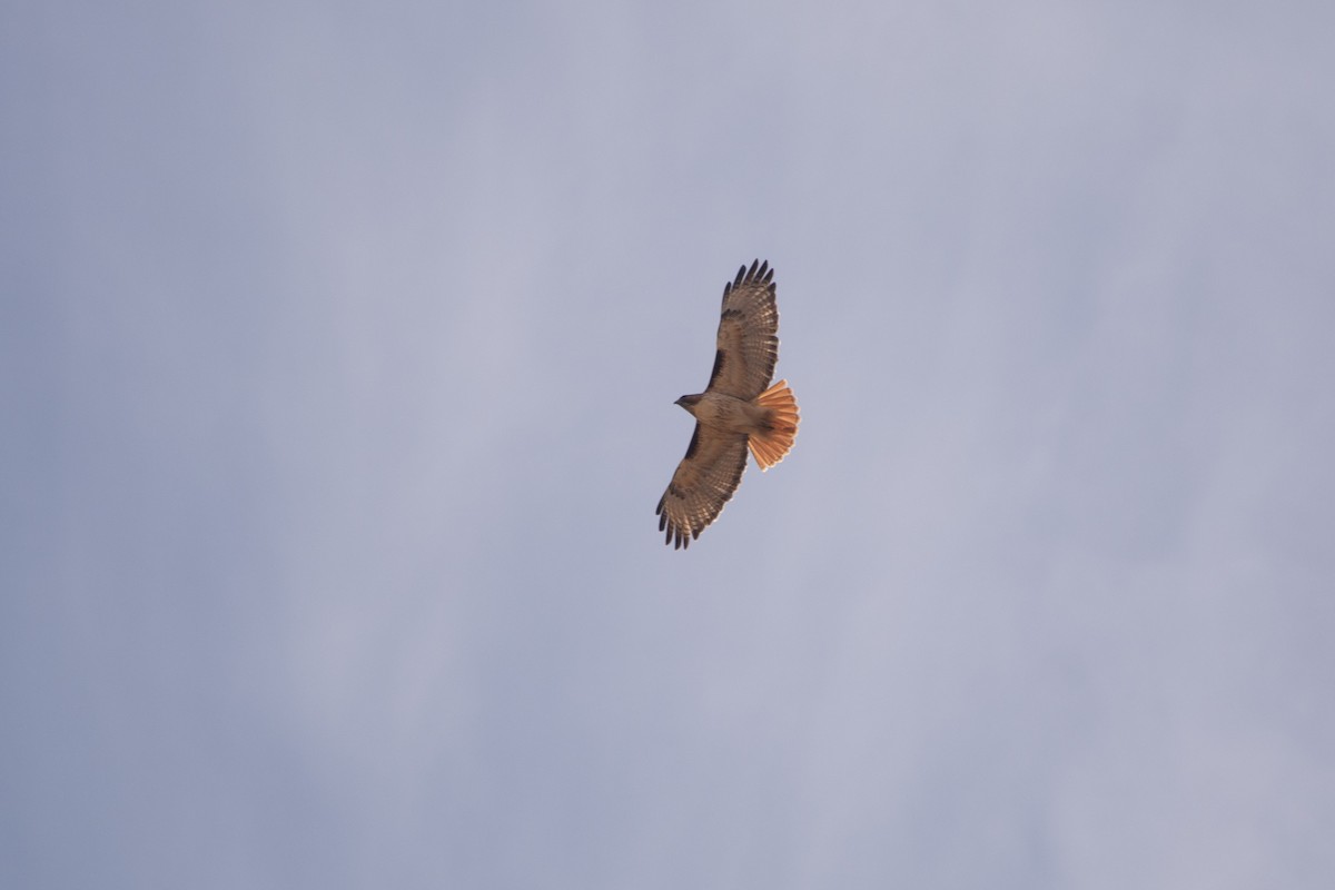 Red-tailed Hawk - ML620626111