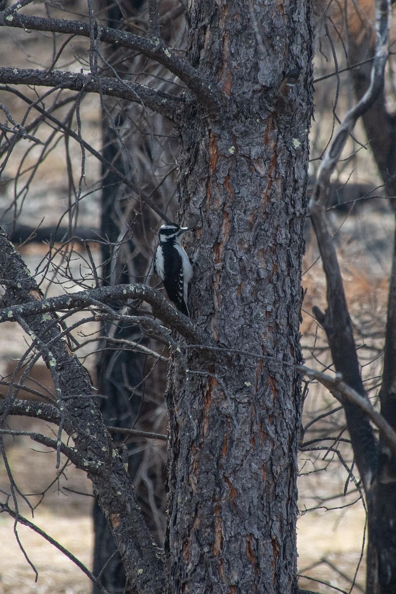 Hairy Woodpecker - ML620626117