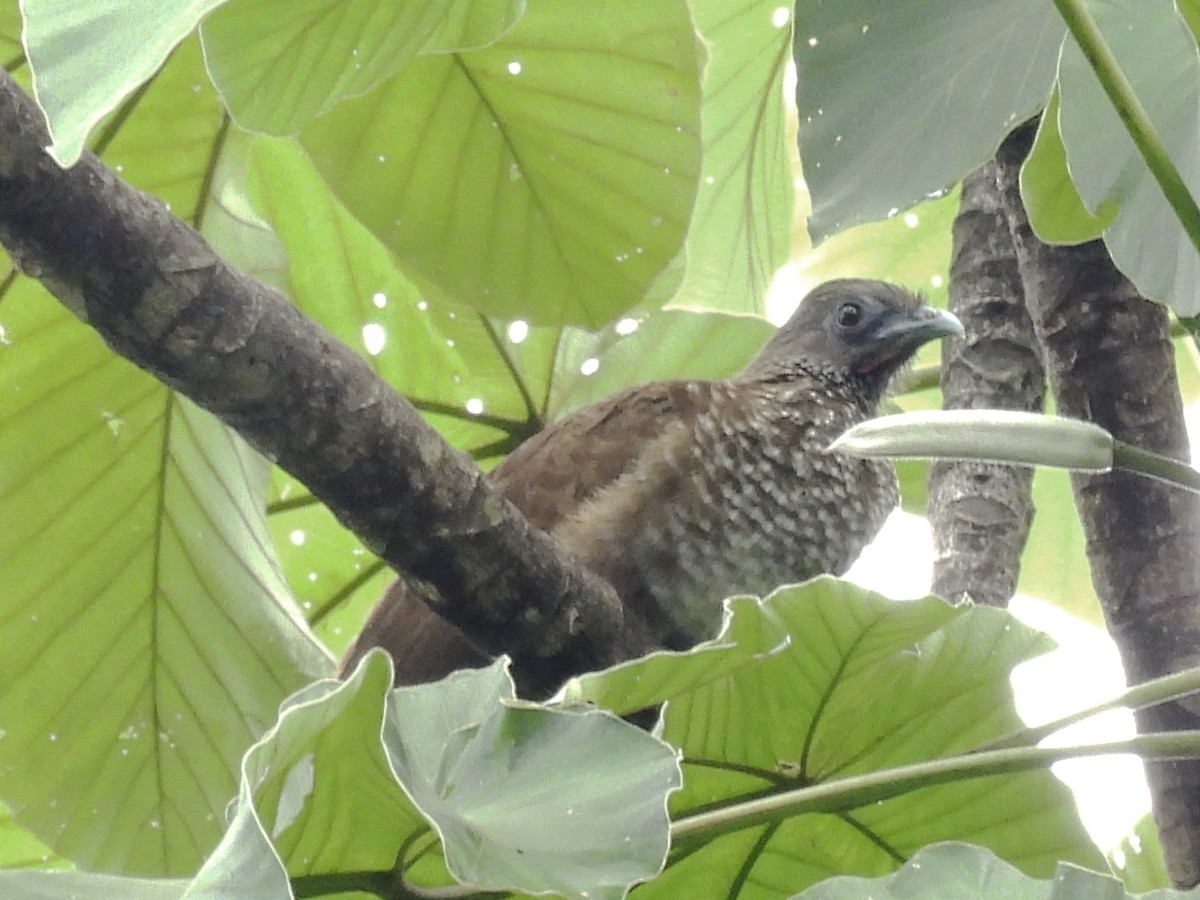 Chachalaca Moteada - ML620626120