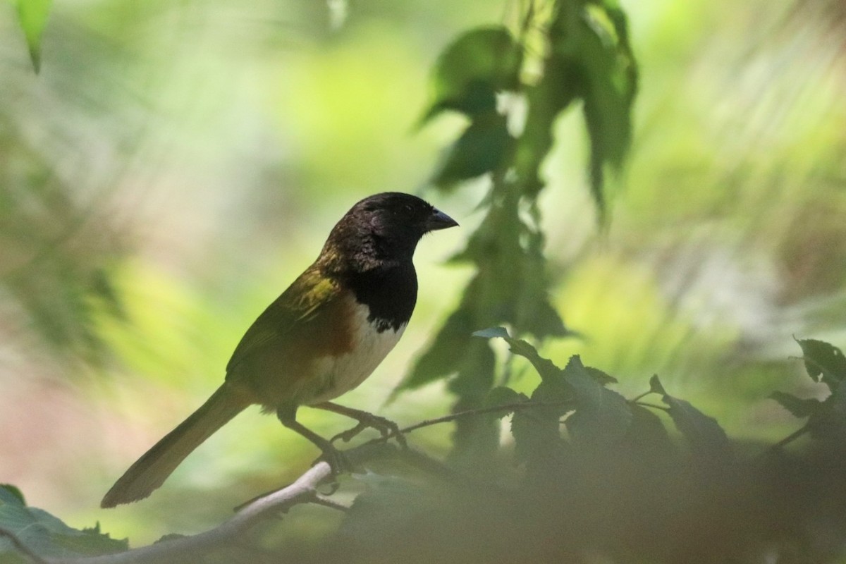 Spotted Towhee (Olive-backed) - ML620626121