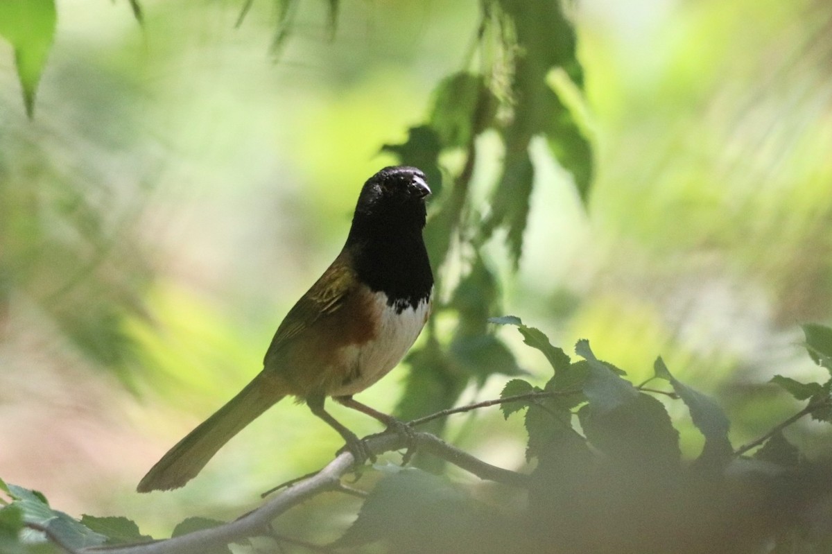 Spotted Towhee (Olive-backed) - ML620626122