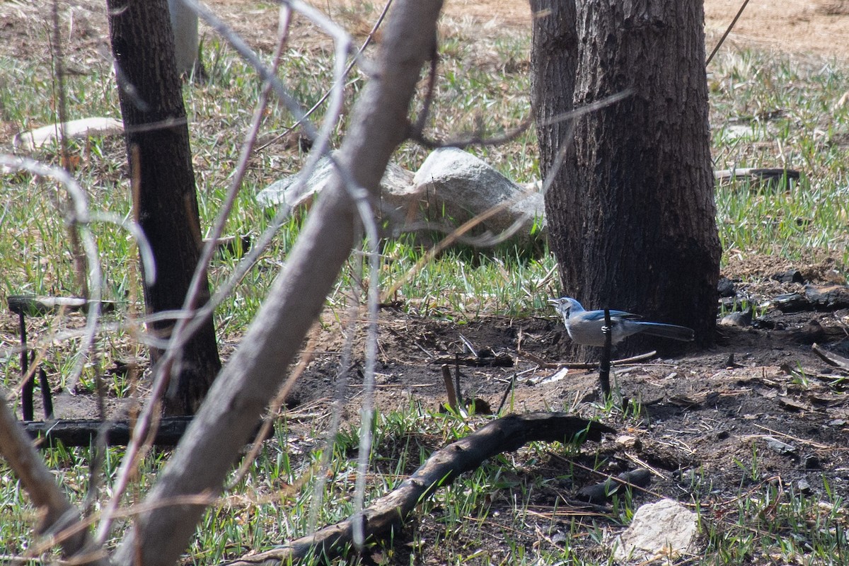 Woodhouse's Scrub-Jay - ML620626123