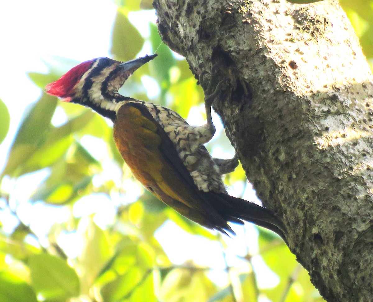 Common Flameback - ML620626131