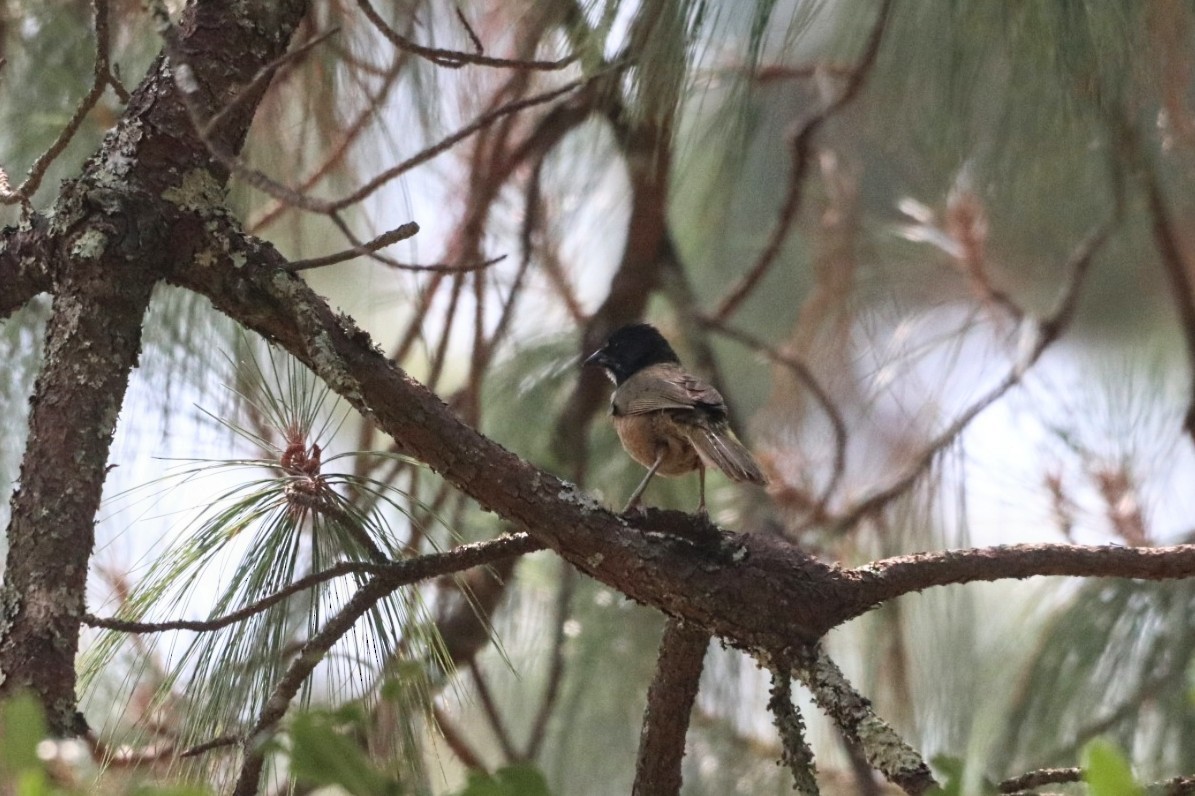 Spotted x Collared Towhee (hybrid) - ML620626133