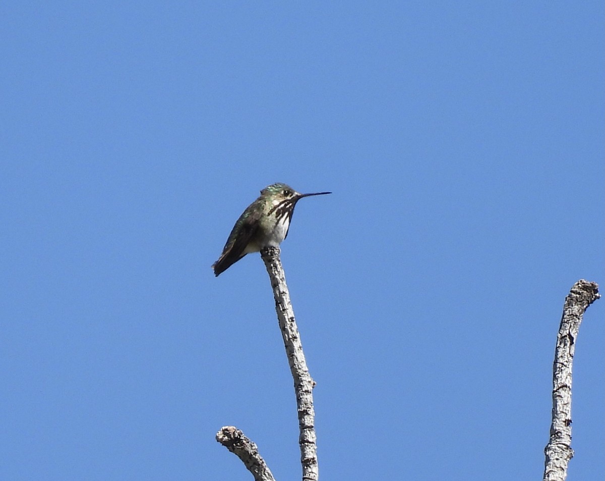 Calliope Hummingbird - ML620626136