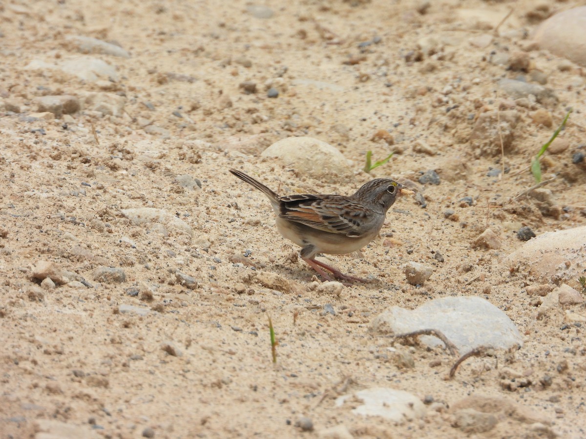 Grassland Sparrow - ML620626143
