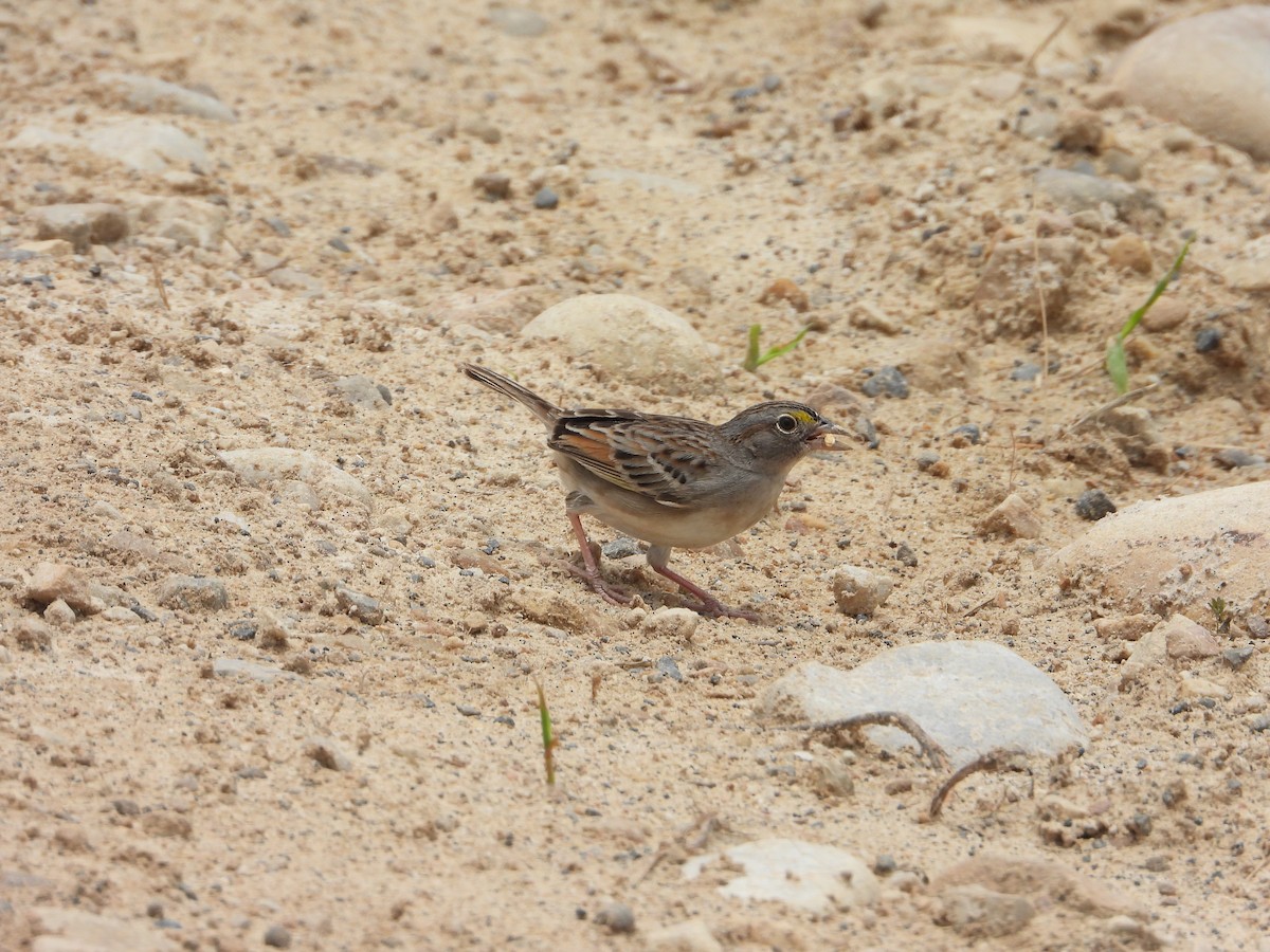 Grassland Sparrow - ML620626144