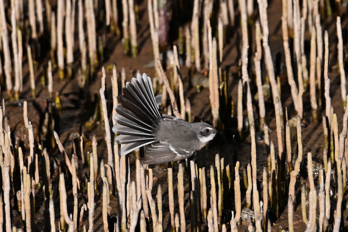 Mangrove Fantail - ML620626145