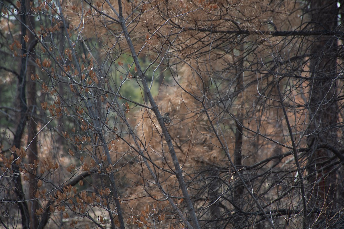 Cassin's Finch - ML620626148