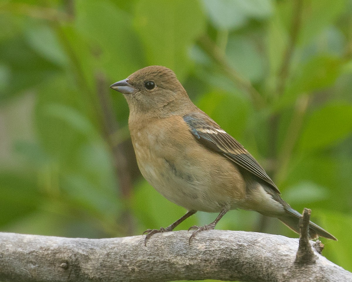 Passerin azuré - ML620626150