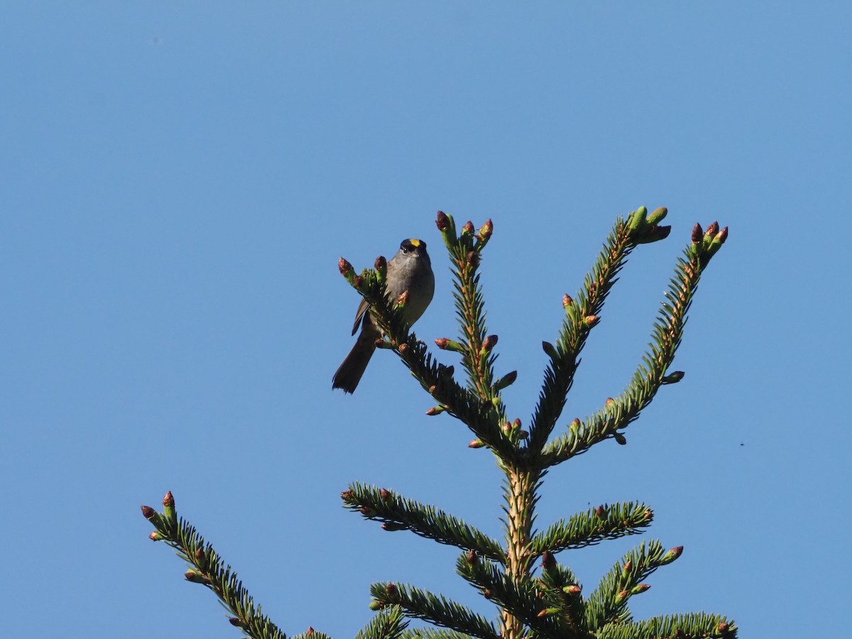 Golden-crowned Sparrow - ML620626151