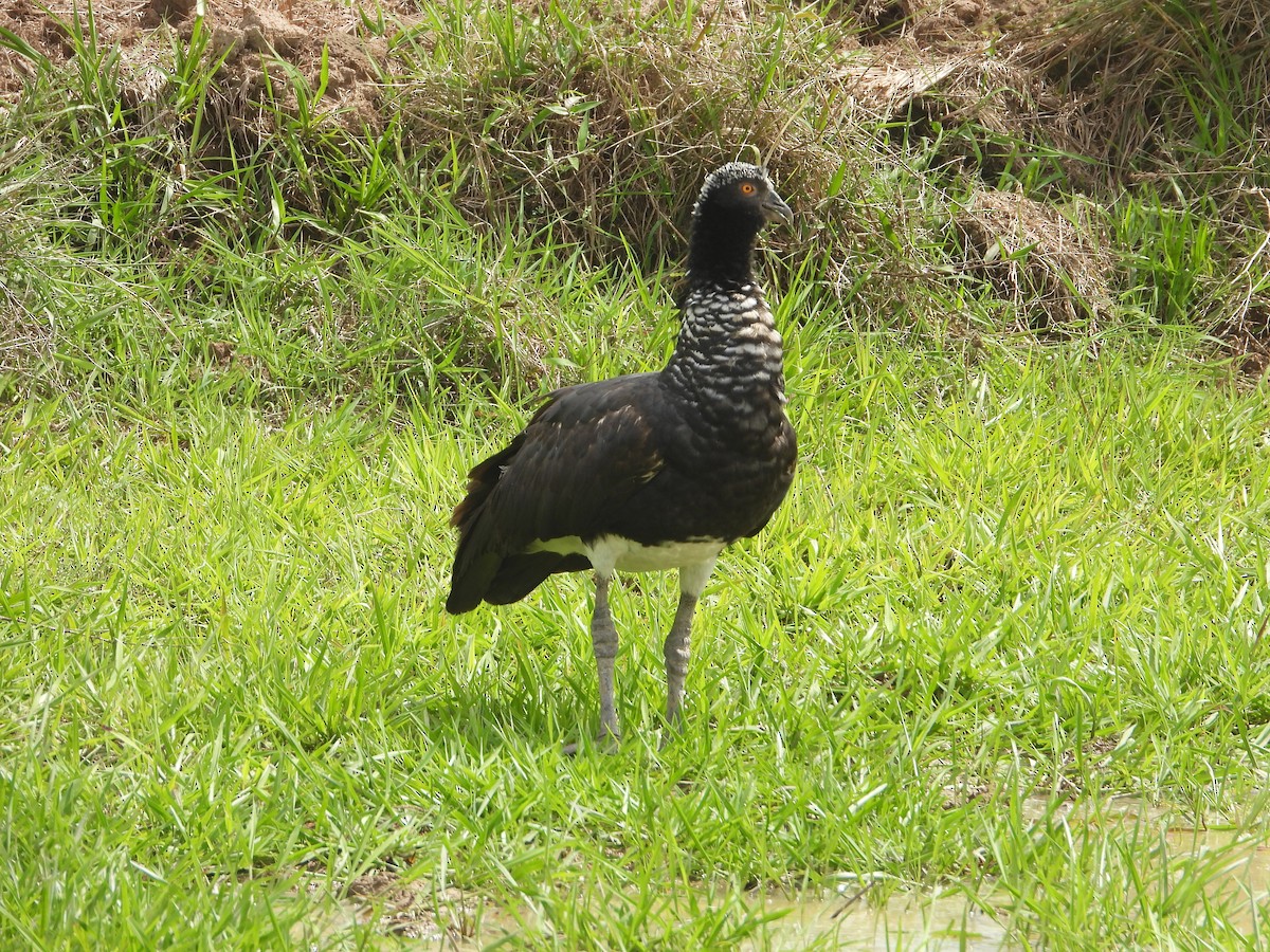 Horned Screamer - ML620626152