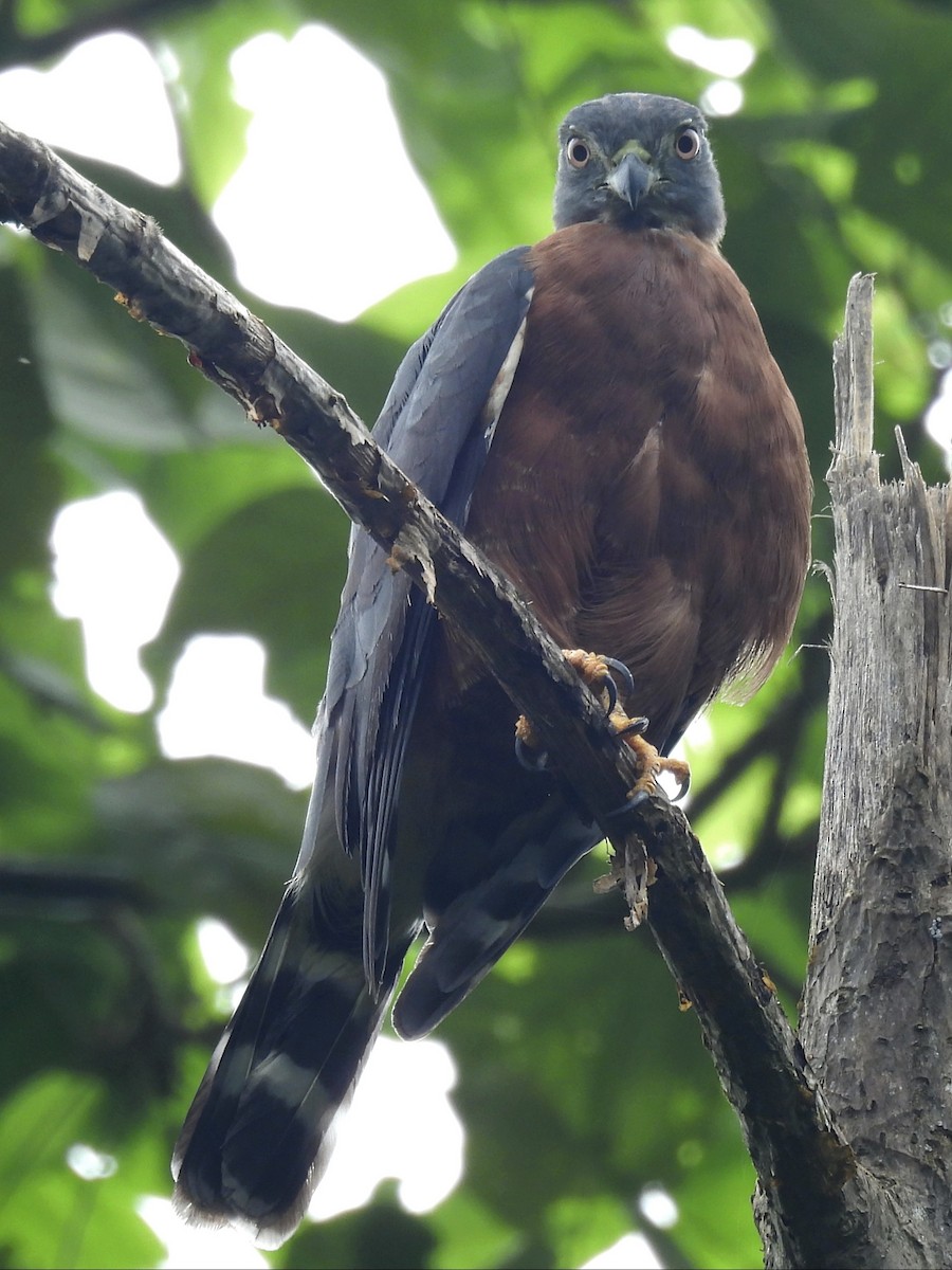Double-toothed Kite - ML620626154