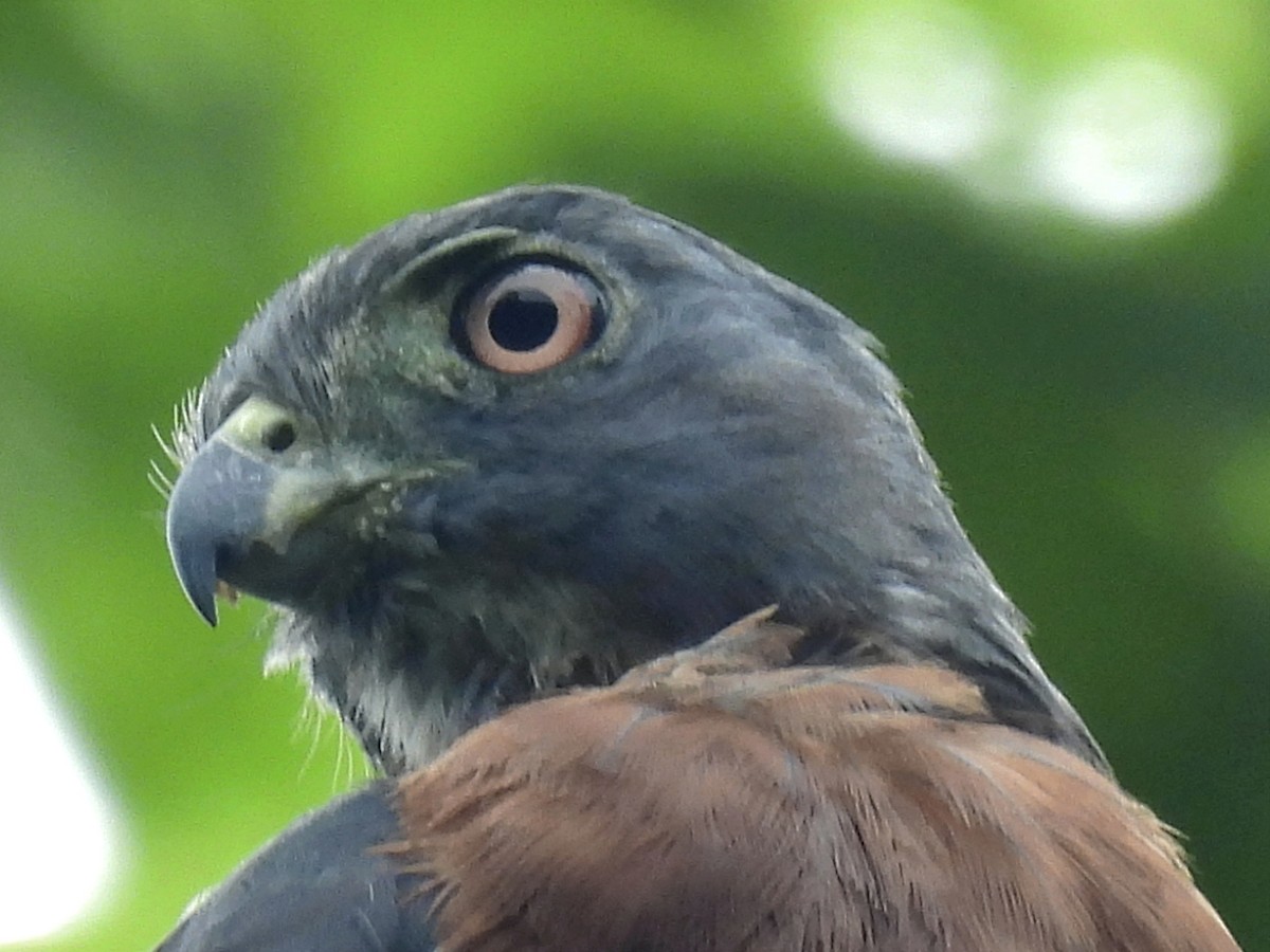 Double-toothed Kite - ML620626155