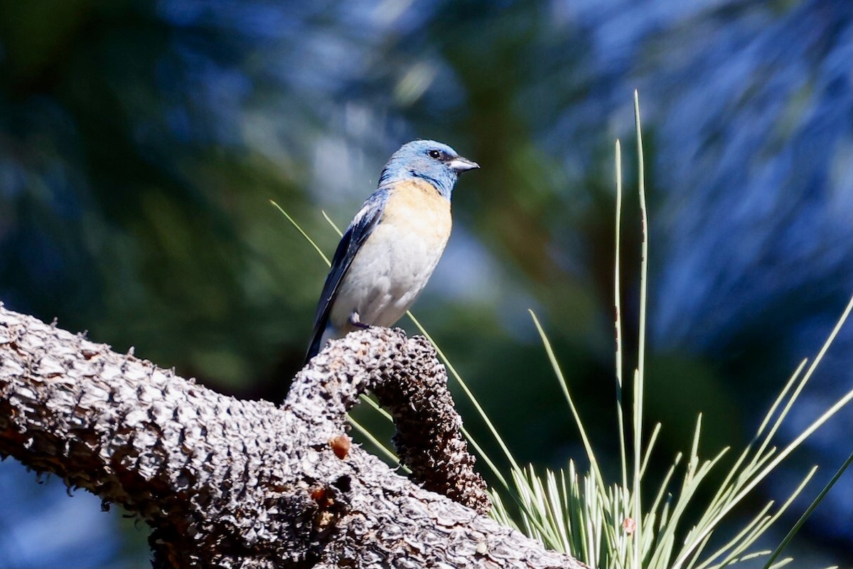 Lazuli Bunting - ML620626156