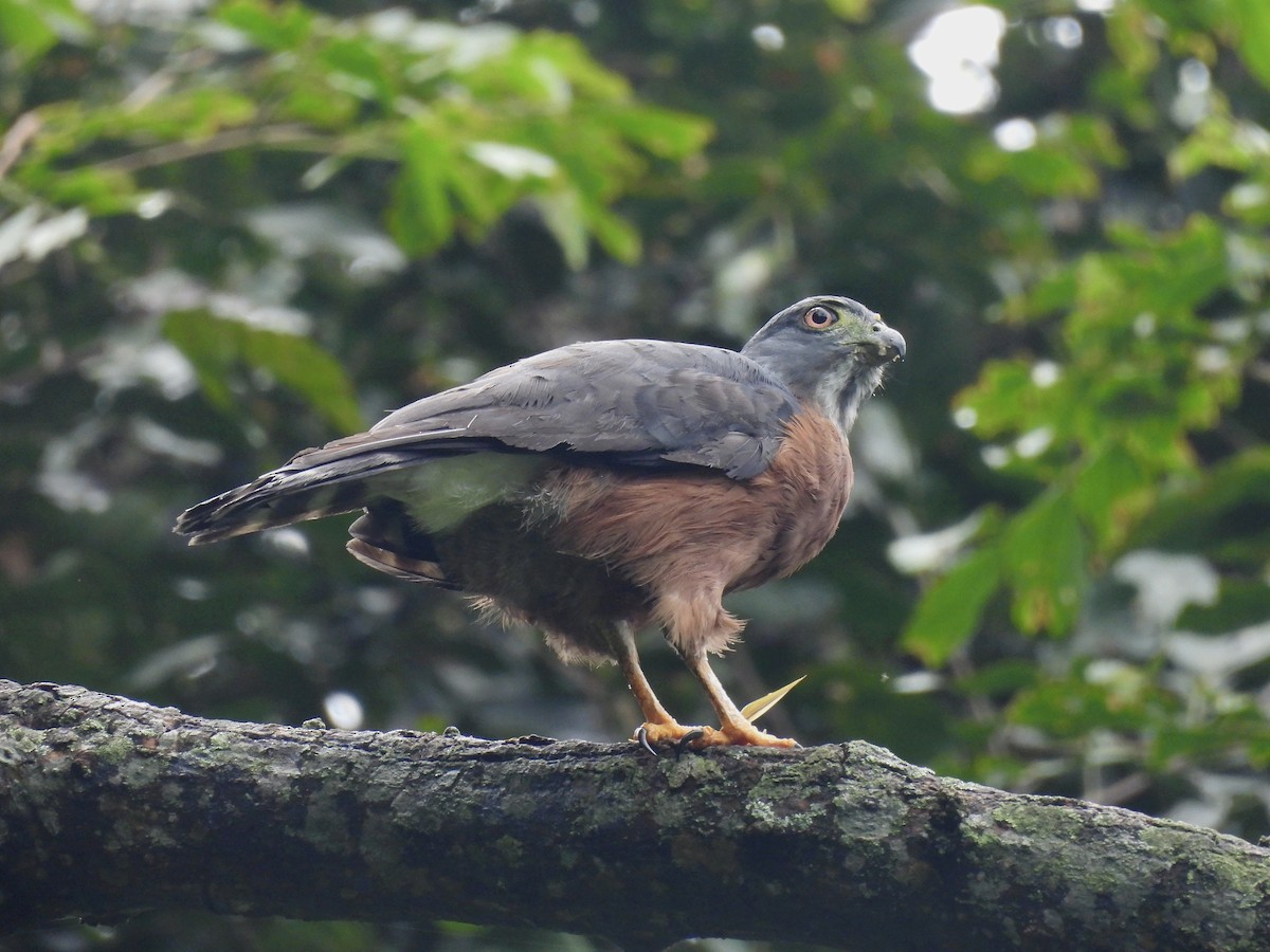 Double-toothed Kite - ML620626157