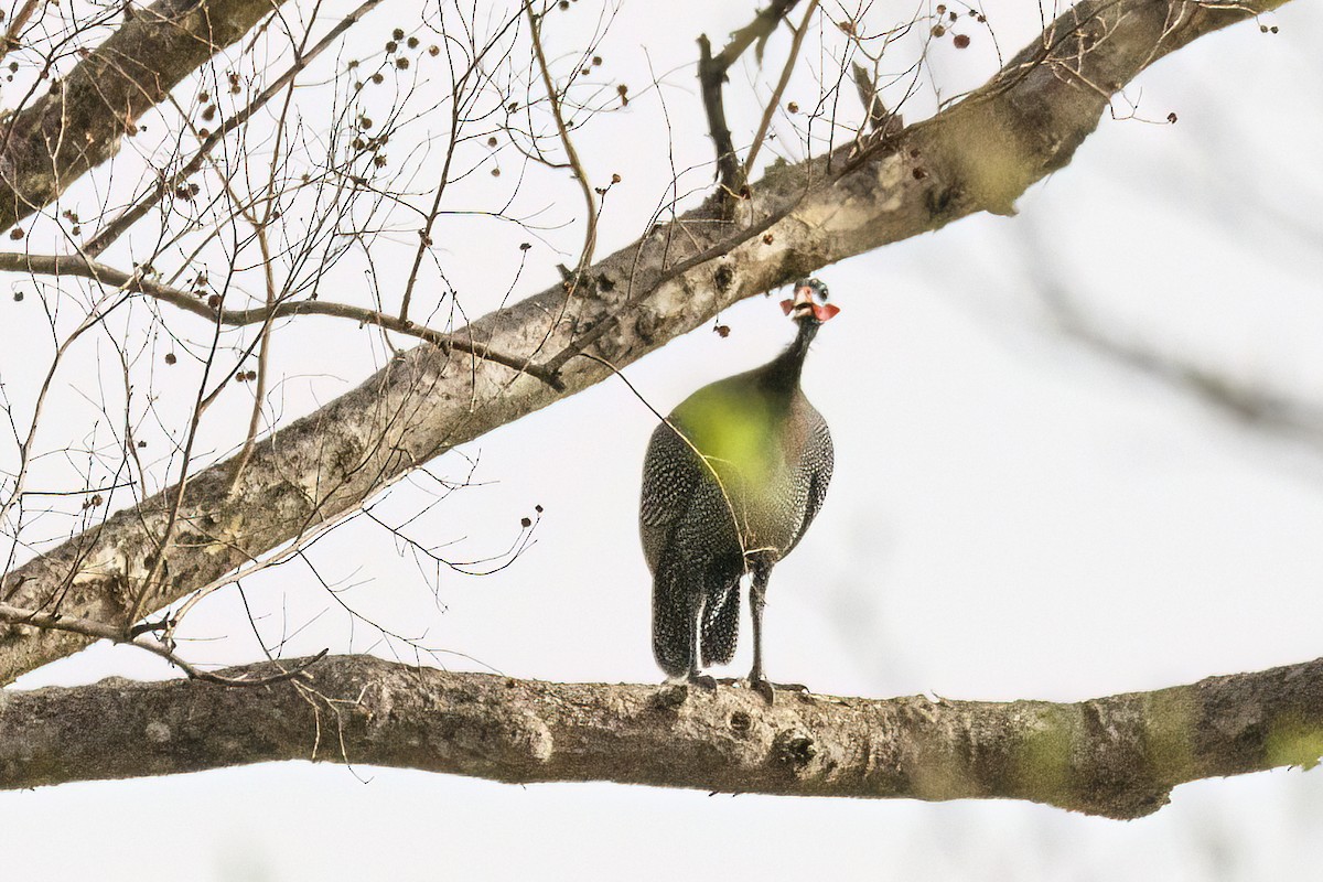 Helmeted Guineafowl (West African) - ML620626158