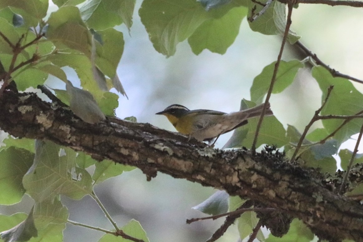 Crescent-chested Warbler - ML620626160