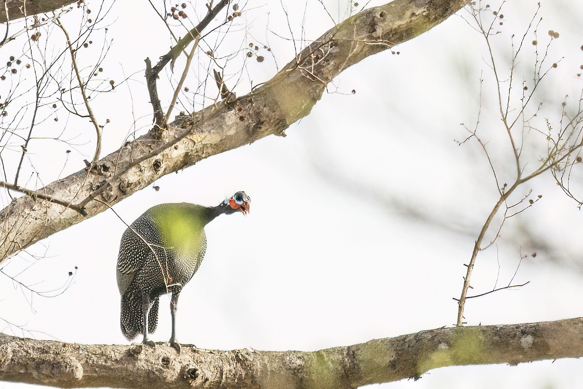 Helmeted Guineafowl (West African) - ML620626161