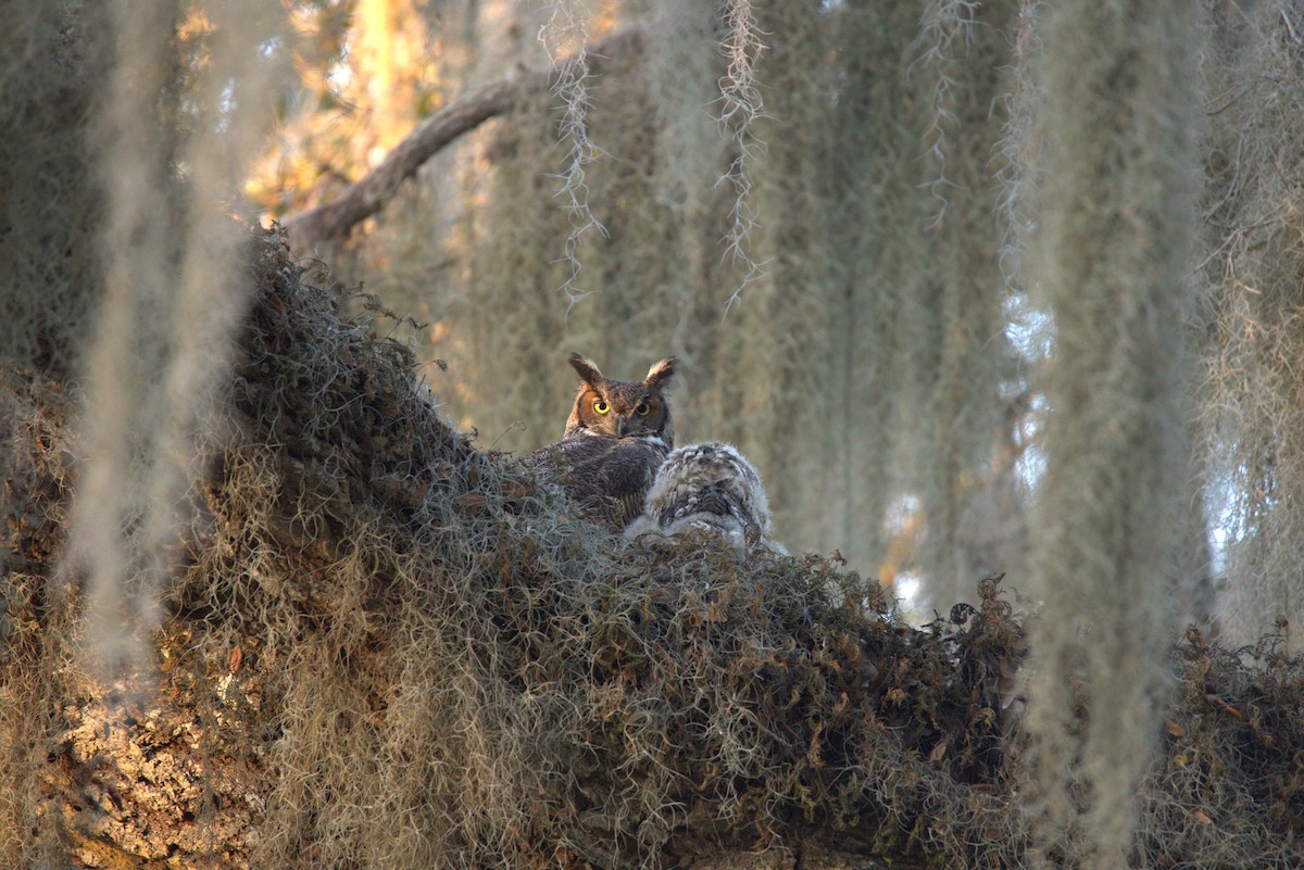 Great Horned Owl - Chanel Torres