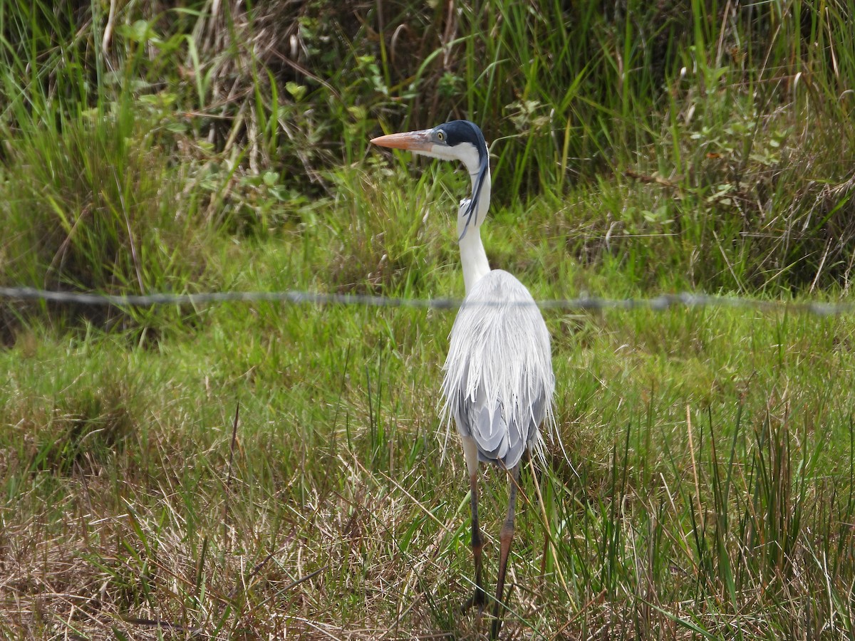 Cocoi Heron - ML620626163