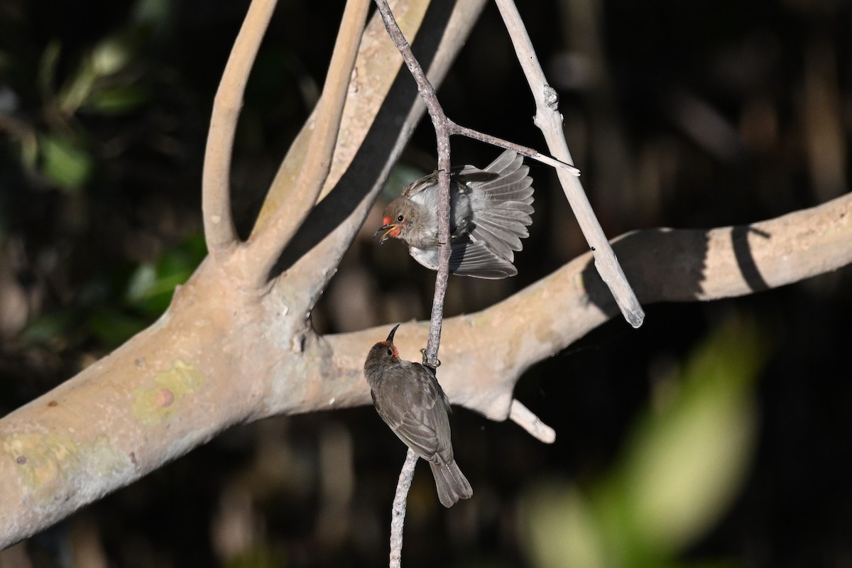 Red-headed Myzomela - Alfred & Hidi Lau