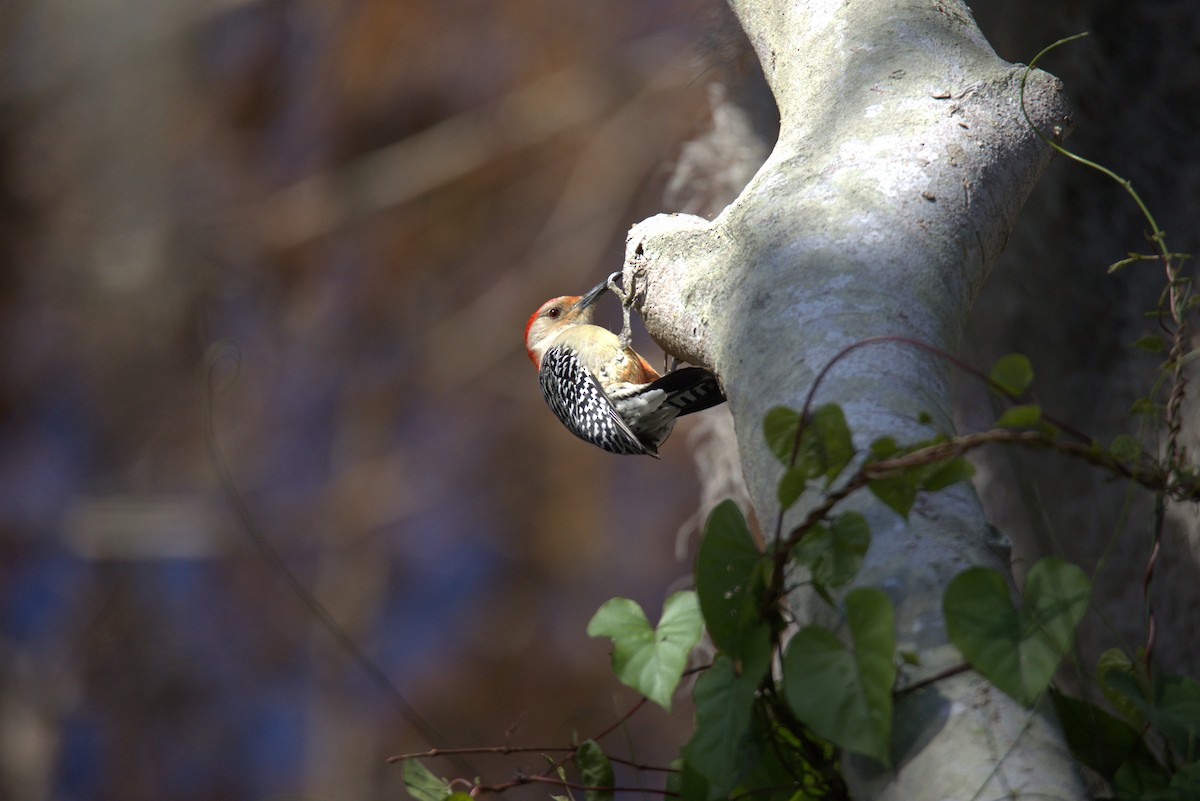 Red-bellied Woodpecker - ML620626165