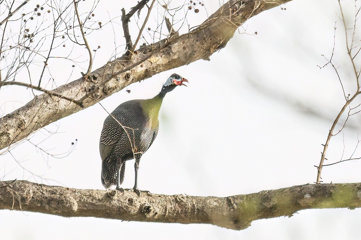 Helmeted Guineafowl (West African) - ML620626167