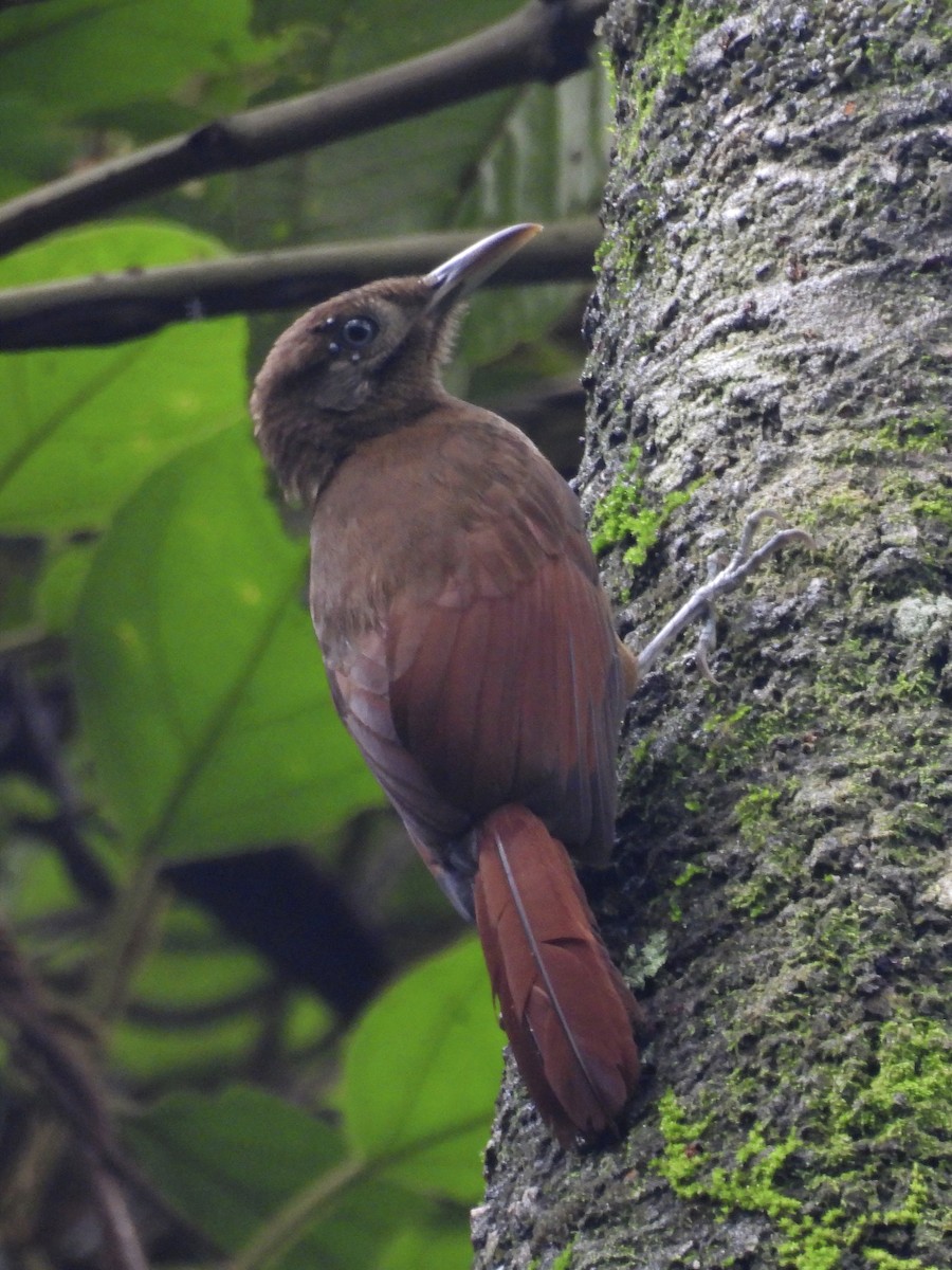 Plain-brown Woodcreeper - ML620626169