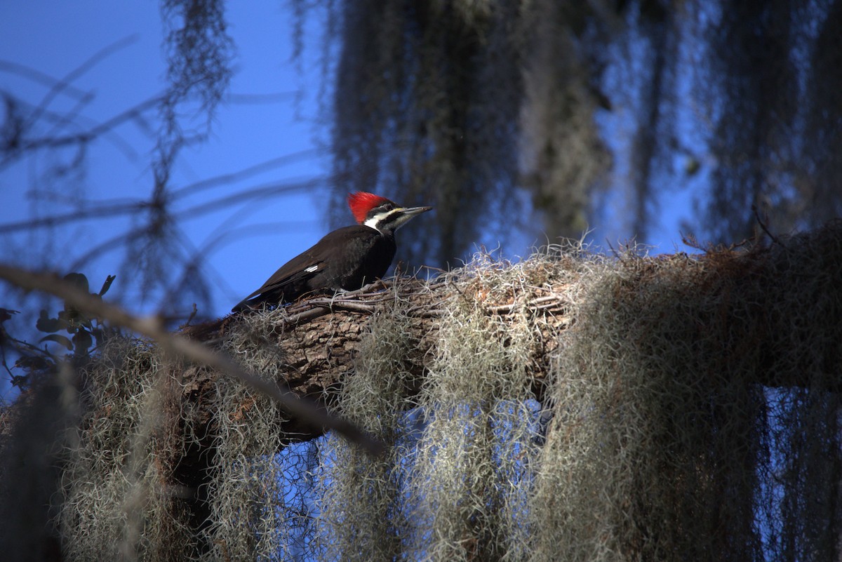 Pileated Woodpecker - ML620626170