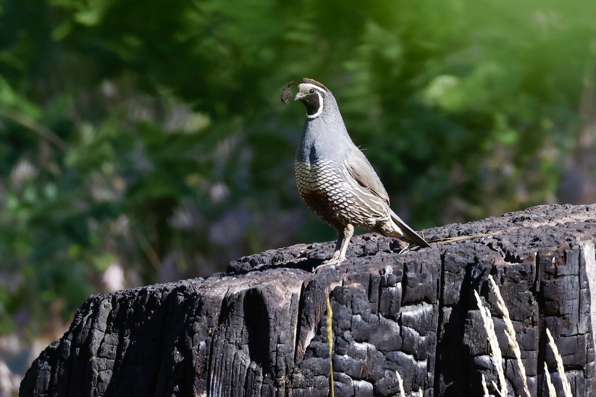 California Quail - ML620626173