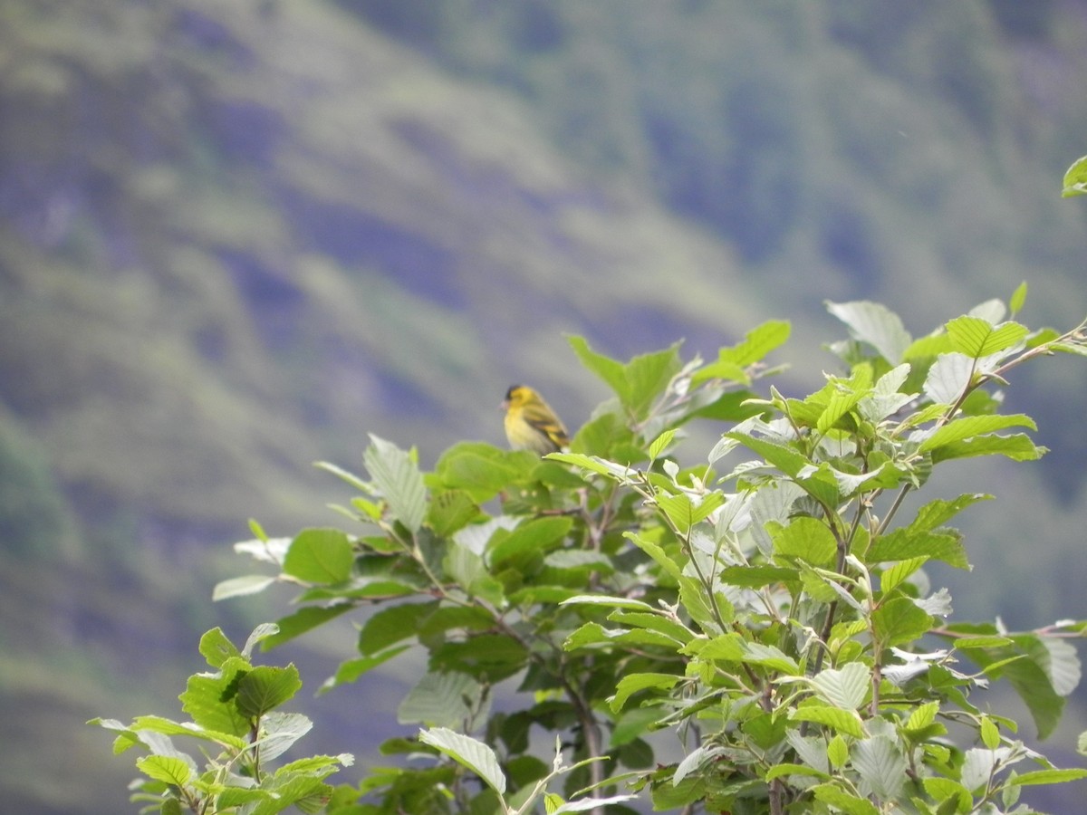 Eurasian Siskin - ML620626174