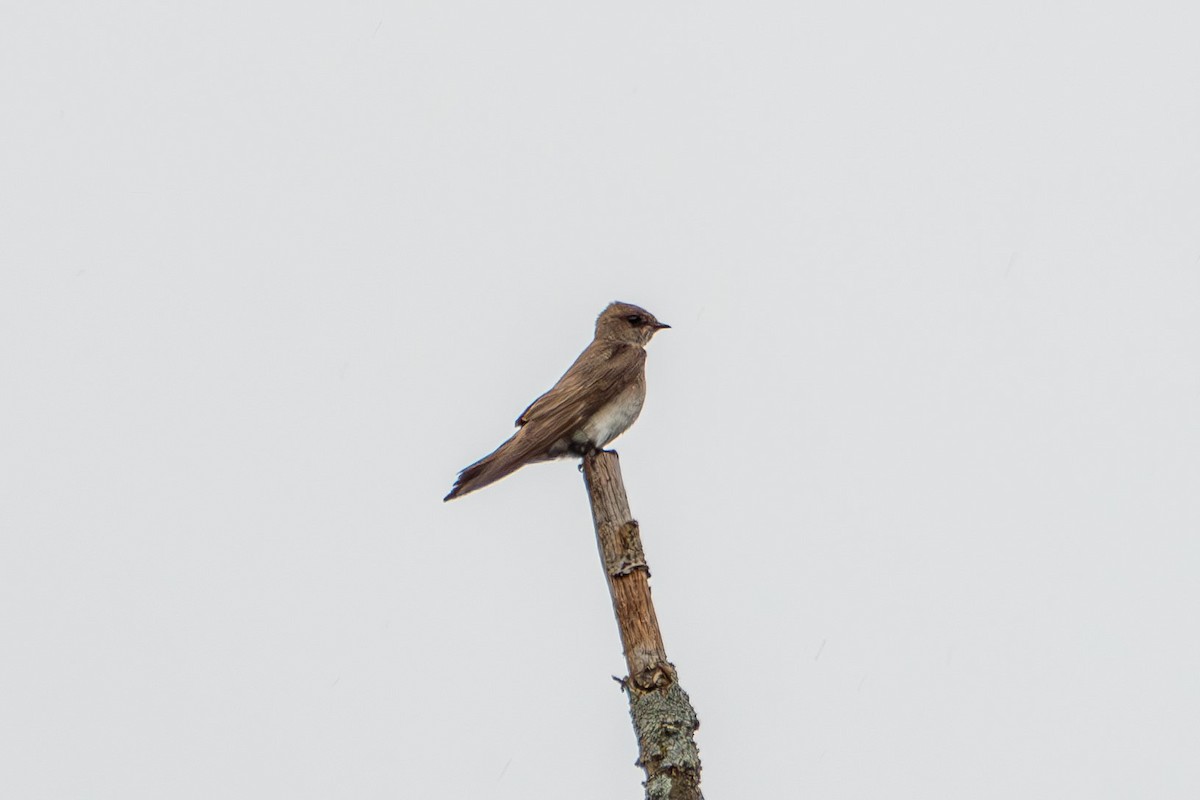 Northern Rough-winged Swallow - ML620626175
