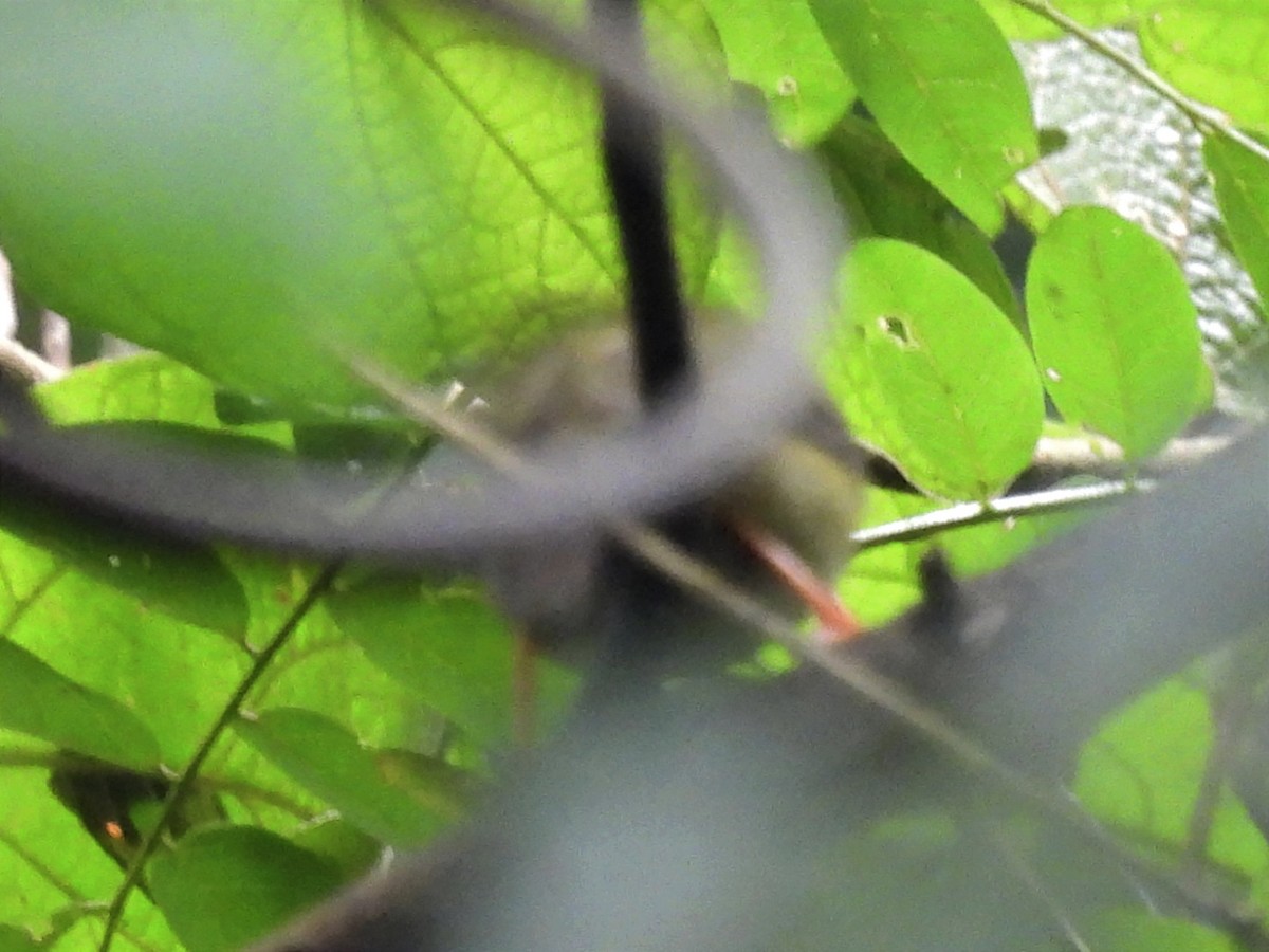 White-bearded Manakin - Jhon Carlos Andres Rivera Higuera