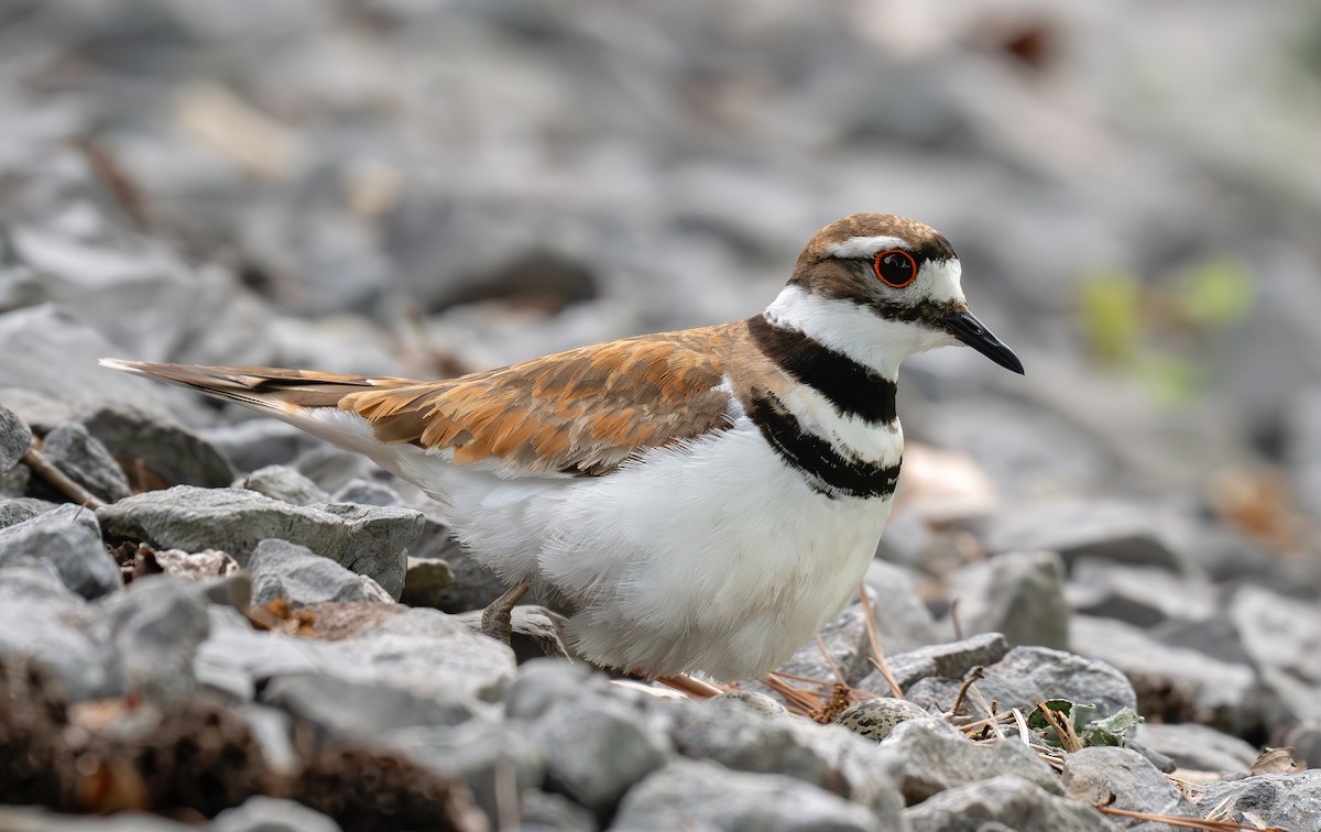 Killdeer - ML620626178