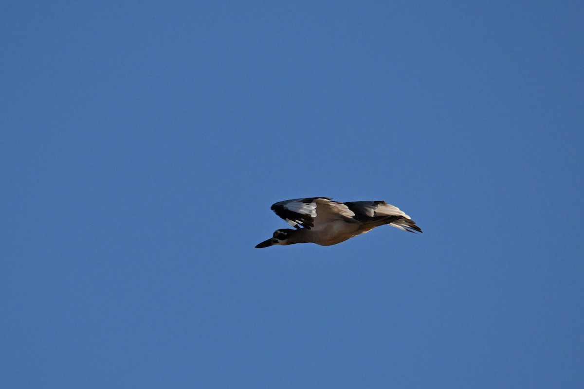 Beach Thick-knee - ML620626180