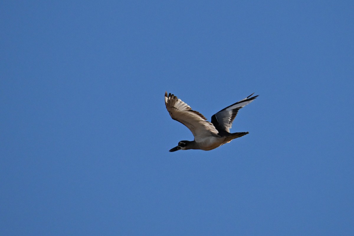 Beach Thick-knee - Alfred & Hidi Lau