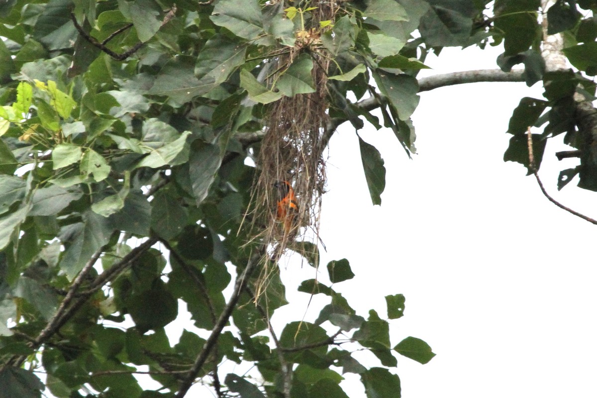 Orange-backed Troupial - Luis Carlos García Mejía