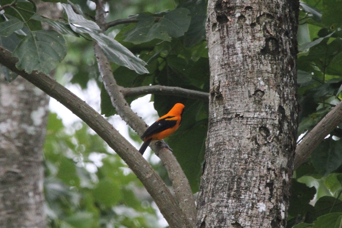 Orange-backed Troupial - ML620626184