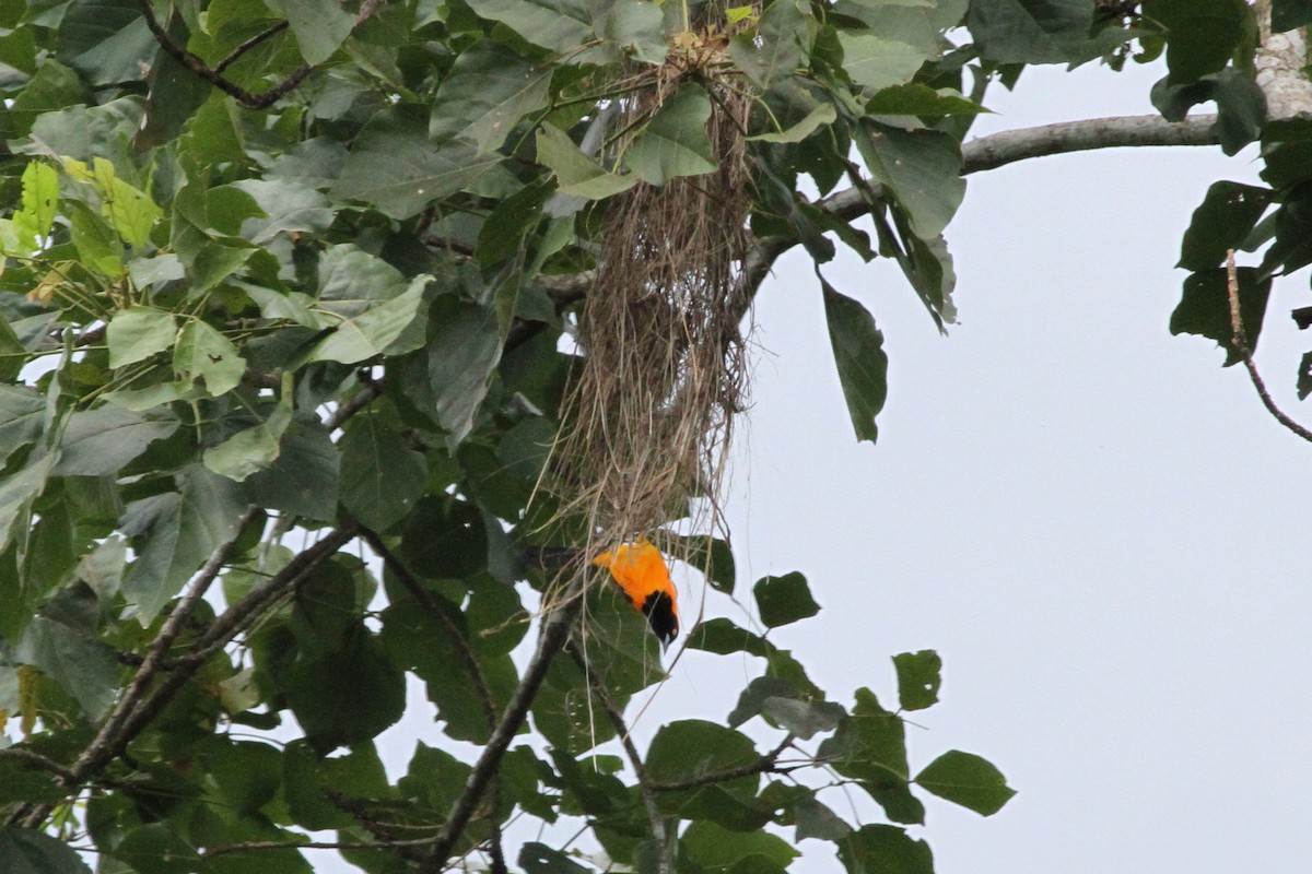 Oriole à dos orange - ML620626185