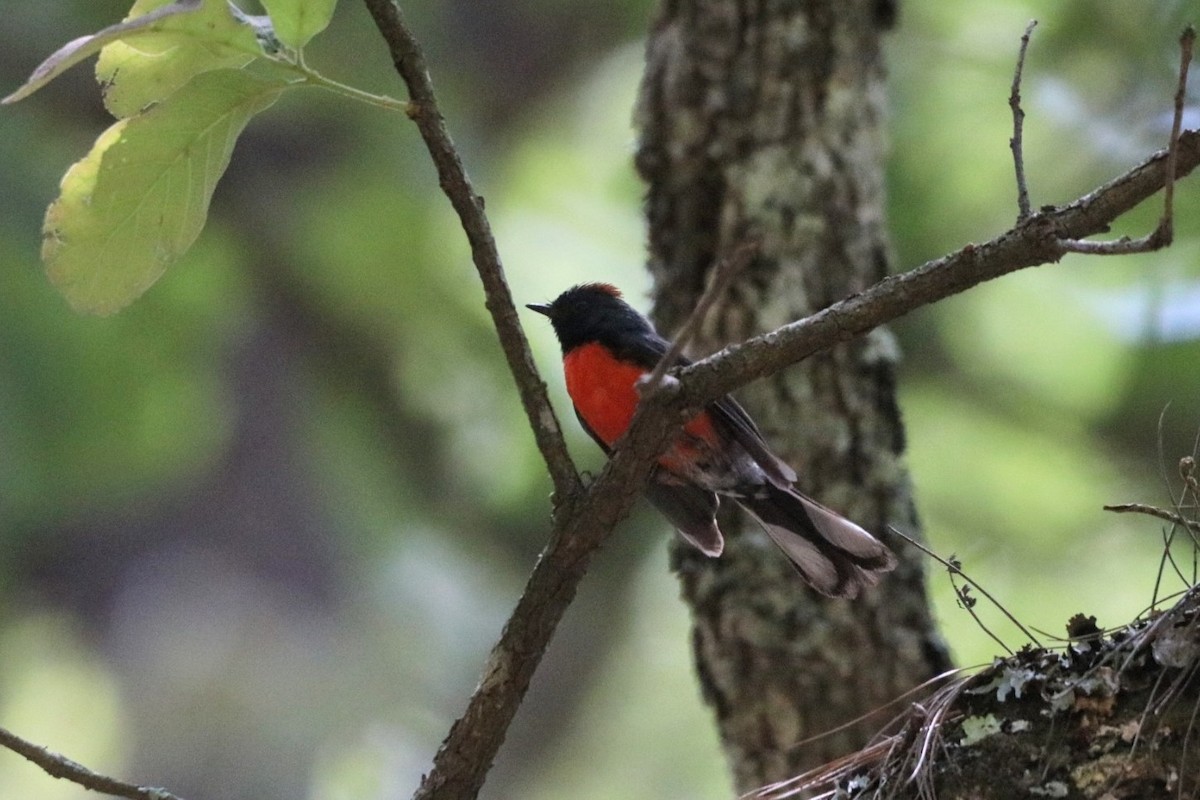 Slate-throated Redstart - ML620626186